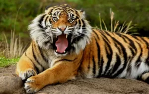 Tigre pode vencer leao